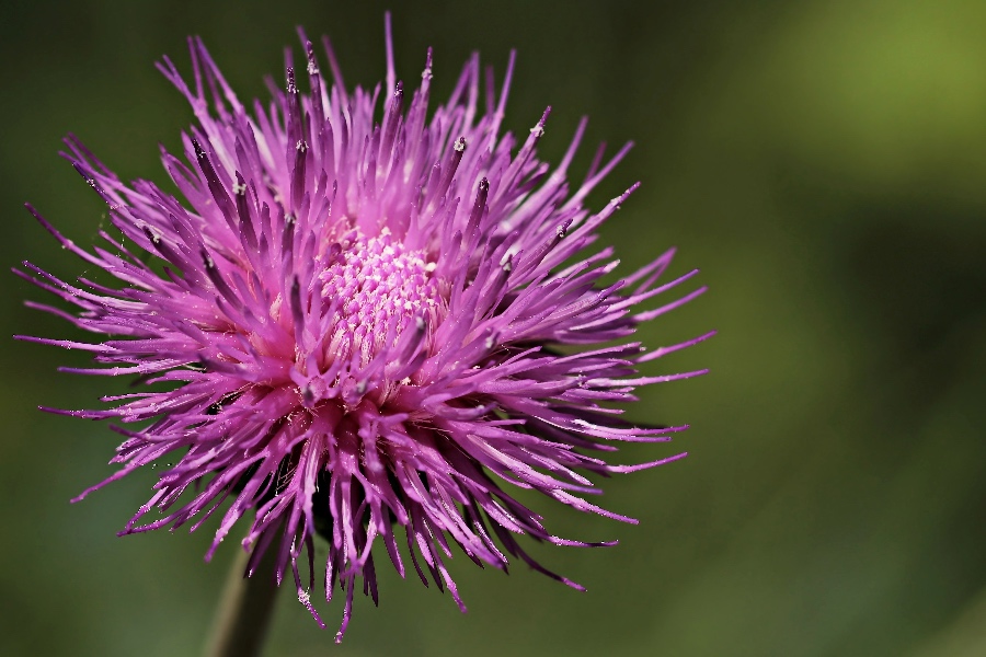 milk thistle for hangovers