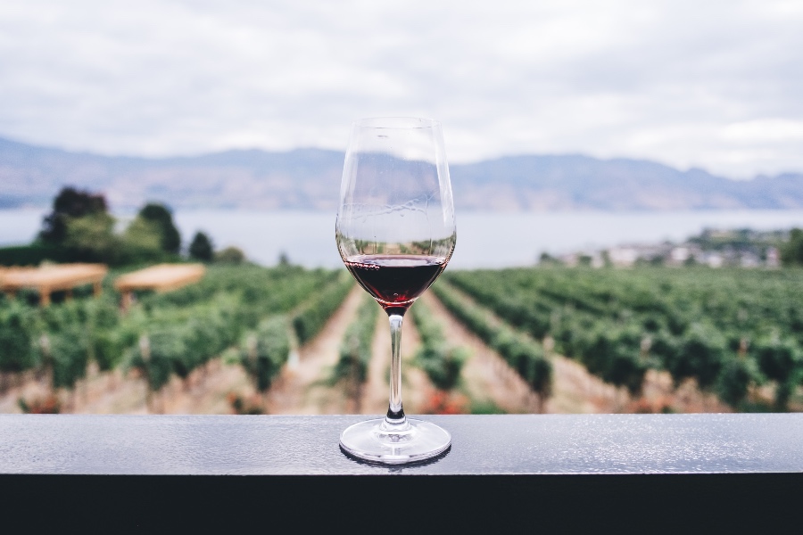 wine allergy